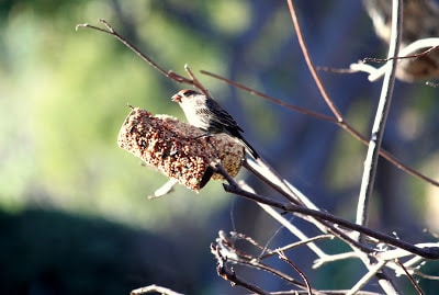 birdseed feeder 008