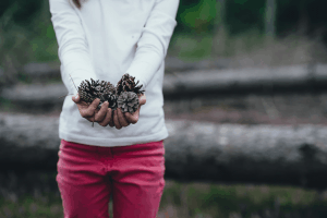 pinecones